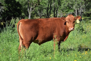 Red Wagyu Akaushi bull